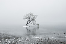 Bare Tree On Body Of Water