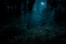 Full Moon Over The Spruce Trees Of Magic Mystery Night Forest. Halloween Backdrop.