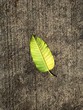 © Ankita Chawla/Scopio - Green leaf