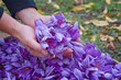 Harvest Flowers of saffron after collection. Crocus sativus, commonly known as the 