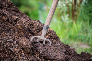 old pitchfork stuck in a pile of manure to fertilize the soil in the garden. Closeup