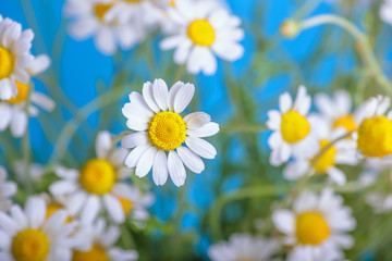 Wall Mural - Сhamomile (Matricaria recutita), blooming spring flowers on a blue background, closeup, selective focus, with space for text