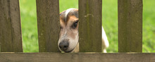 Cute Little Jack Russell Terrier Dog 12 Years Old. Doggie Squeezes His Nose Through The Fence Opening