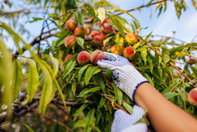 Peaches Harvesting. Senior Woman Picking Ripe Organic Peaches In Summer Orchard. Farmer Checking Fruits On Branches.