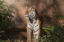 Beautiful Siberian Tiger Looking For Prey