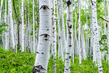 Aspen Forest Trees In Summer On Kebler Pass In Colorado In National Forest Park Mountains With Lush Green Color