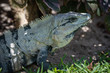 iguana in Cancun 