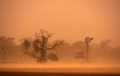 Outback Australia dust storm