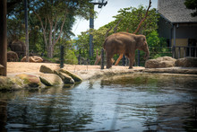 Elephant In Sydney Zoo Austalia