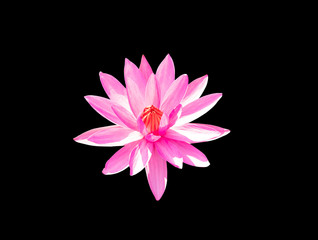 Wall Mural - Red lotus flower blooming on black background