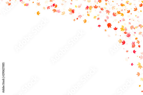 Multi colored autumn leaves background