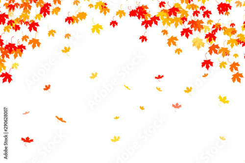 Multi colored autumn leaves background
