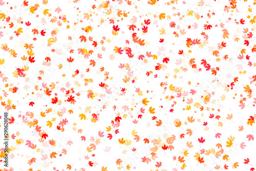 Multi colored autumn leaves on white background