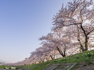 Canvas Print - 角館　桜