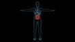 X-Ray full body blue color see through have liquid flow to stomach red color hi-light with 3d rendering.