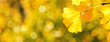 Leinwandbild Motiv Design concept - Beautiful yellow ginkgo, gingko biloba tree leaf in autumn season in sunny day with sunlight, close up, bokeh, blurry background.