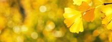 Design Concept - Beautiful Yellow Ginkgo, Gingko Biloba Tree Leaf In Autumn Season In Sunny Day With Sunlight, Close Up, Bokeh, Blurry Background.