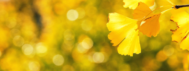 Wall Mural - design concept - beautiful yellow ginkgo, gingko biloba tree leaf in autumn season in sunny day with
