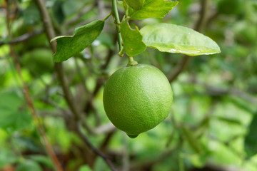 Lemons fruit in nature background.