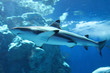 Blacktip reef shark (Carcharhinus melanopterus), member of requiem sharks inhabiting the tropical reef flat and coral reef of the Indian and Pacific Oceans