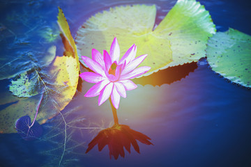 Wall Mural - Beautiful pink water lily or lotus flower in pond