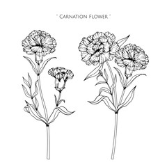 Wall Mural - Canation flower and leaf drawing illustration with line art on white backgrounds.