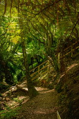 Wall Mural - Central park trail with sunlight coming down in between the trees, Wellington, New Zealand.