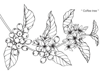 Wall Mural - Coffee flower and leaf drawing illustration with line art on white backgrounds.