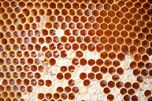Wooden Frame With Honeycomb Full Of Honey. Close Up Background For Design. Macro. Honey Beehive