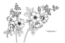 Hollyhock Flower And Leaf Drawing Illustration With Line Art On White Backgrounds.