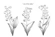 lily of the valley flower and leaf drawing illustration with line art on white backgrounds.