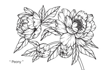 Wall Mural - Peony flower and leaf drawing illustration with line art on white backgrounds.