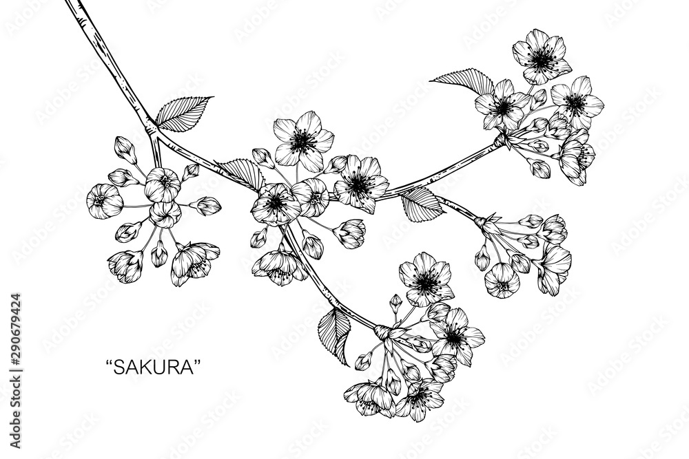 Cherry blossom flower and leaf drawing illustration with line art on ...