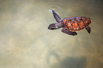 Wall Mural - Young sea turtle swimming in nursery pool at breeding center.