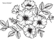Wild Rose Flower Drawing Illustration With Line Art On White Backgrounds.