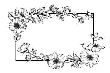 Wall Mural - Wild rose flower drawing illustration with line art on white backgrounds.