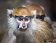 portrait of patas monkey from close-up