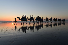 Silhouette Of Tourists On Camel Ride Cable Beach Broome Kimberley Western Australia