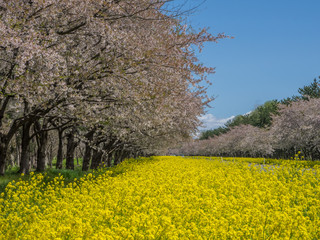 Wall Mural - 大潟村　桜・菜の花ロード