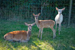 Portrait of a group of Red Deer