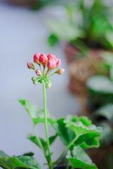 Wall Mural - Pink geranium aka pelargonium at window as home plant.