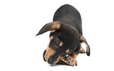 Wall Mural - dachshund puppy isolated