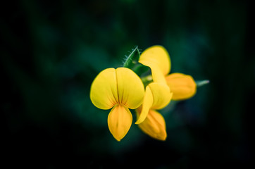 Wall Mural - Macro fleurs