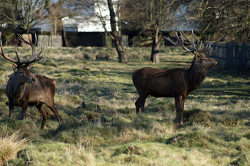 Deer in the UK spring