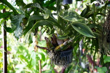 Hanging Orchid Plant Growth In Garden . Environment Decor Backyard .