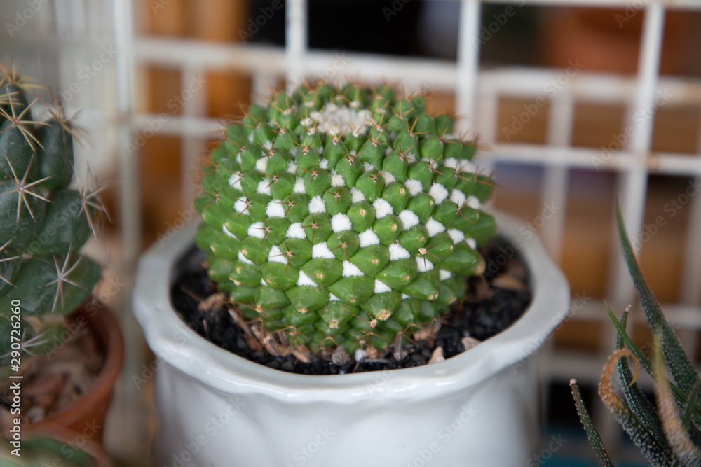 close up macro small green Mammillaria bucareliensis or Erusamu snow white  cactus in pot decorate a mini garden in backyard . succulent plant minimal  style tropical environment . Stock Photo | Adobe Stock