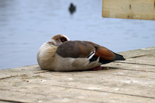 Egyptian Geese Standing On Its Own