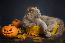  Gray Cat Sleeps In A Small Yellow Basket, Surrounded By Autumn Leaves And Pumpkins. Halloween Cat