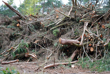 Pile Of Cut Down Trees