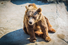 Brown And Black Bear At The Zoo. Animals Imprisoned In A Zoo For The Amusement Of Humans.sad Closed Animals.
